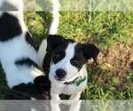 Small #2 American Staffordshire Terrier-Border Collie Mix