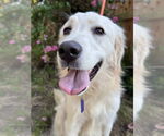 Small #6 Great Pyrenees