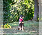 Small #5 German Shepherd Dog Mix