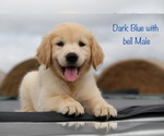 Small Photo #28 Golden Retriever Puppy For Sale in KEMP, TX, USA
