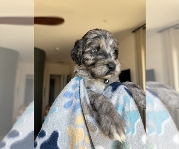 Medium Photo #2 Goldendoodle Puppy For Sale in TUCSON, AZ, USA