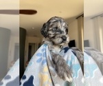 Small #1 Goldendoodle