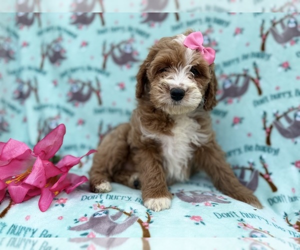 Medium Photo #5 Cock-A-Poo Puppy For Sale in LAKELAND, FL, USA