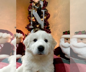 Great Pyrenees Puppy for sale in VALPARAISO, IN, USA