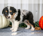 Puppy Tot Australian Shepherd
