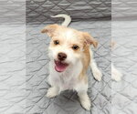 Small #3 Border Terrier Mix