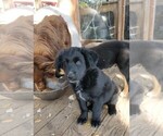 Small Photo #7 Australian Shepherd Puppy For Sale in SAN ANTONIO, TX, USA