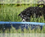 Small #3 Miniature Australian Shepherd