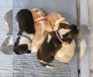 Basset Hound Litter for sale in MOREHEAD, KY, USA