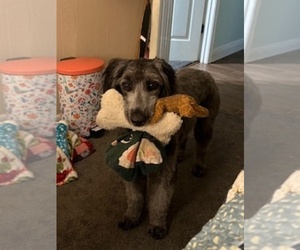 Aussiedoodle-Unknown Mix Dogs for adoption in OCALA, FL, USA
