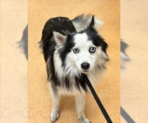 Pomsky Dogs for adoption in Martinez, CA, USA