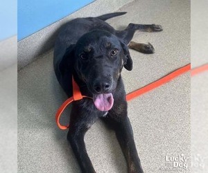 Labrador Retriever-Unknown Mix Dogs for adoption in Washington, DC, USA