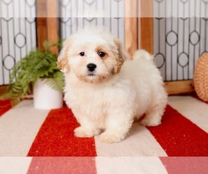 Zuchon Puppy for sale in NAPLES, FL, USA
