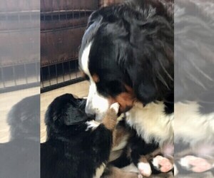 Bernese Mountain Dog Puppy for sale in FLEMING ISLAND, FL, USA
