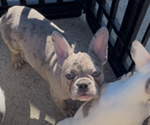 Small #1 French Bulldog