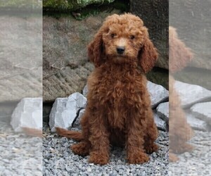 Goldendoodle Puppy for sale in FREDERICKSBURG, OH, USA