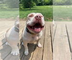Small #2 American Bulldog Mix