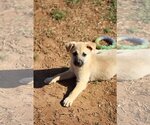 Small Photo #3 Australian Shepherd-Unknown Mix Puppy For Sale in McDonough, GA, USA