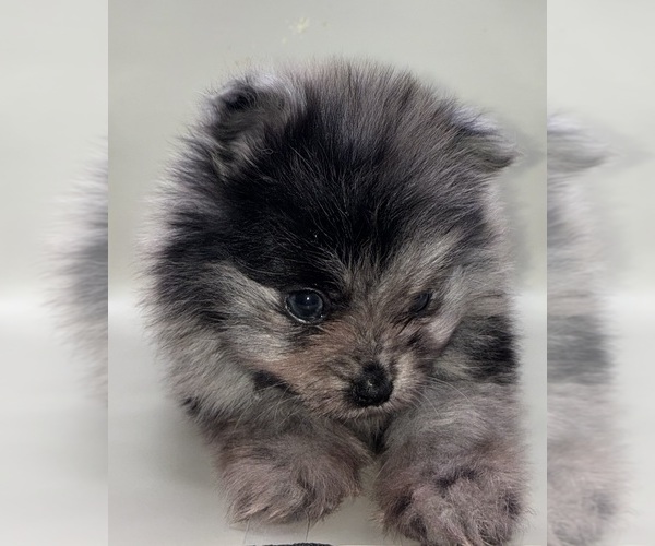 Medium Photo #10 Pomeranian Puppy For Sale in PORTLAND, ME, USA