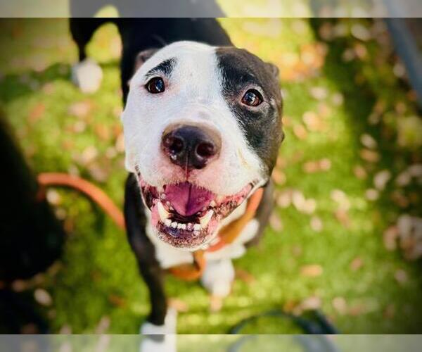 Medium Photo #2 American Pit Bull Terrier Puppy For Sale in Orlando, FL, USA