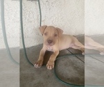Small Photo #17 American Pit Bull Terrier Puppy For Sale in BAKERSFIELD, CA, USA
