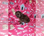 Small Photo #5 YorkiePoo Puppy For Sale in LAPEER, MI, USA