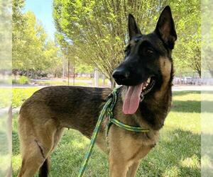 Mutt Dogs for adoption in Sacramento, CA, USA