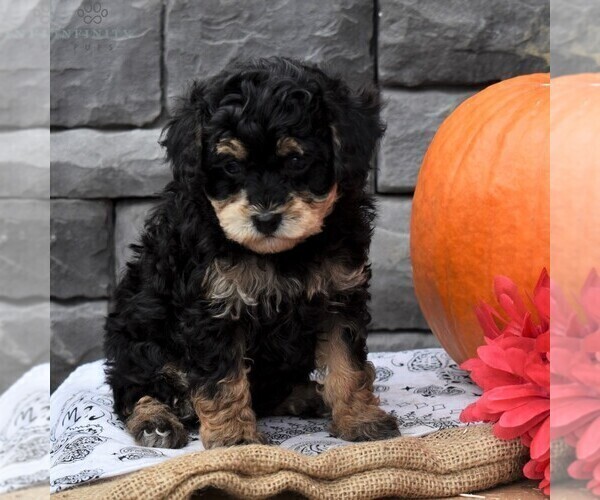 Medium Photo #1 Cavapoo Puppy For Sale in SUNBURY, PA, USA