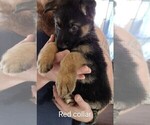 Small Photo #5 German Shepherd Dog Puppy For Sale in CRESWELL, OR, USA