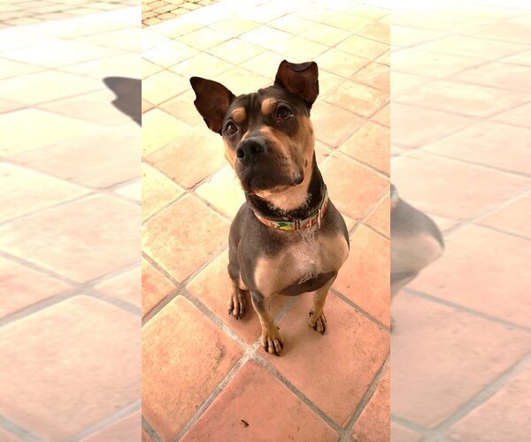 Medium Photo #2 Rus-A-Pei Puppy For Sale in Chandler, AZ, USA