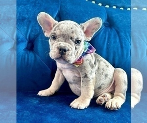 French Bulldog Puppy for Sale in NEW YORK, New York USA