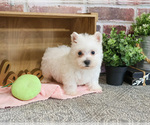 Small #2 West Highland White Terrier