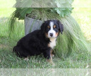 Bernese Mountain Dog Puppy for sale in FREDERICKSBG, OH, USA