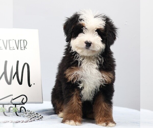 Medium Photo #1 Bernedoodle (Miniature) Puppy For Sale in LIVINGSTON, WI, USA