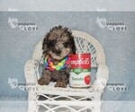 Small #6 Poodle (Toy)