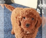 Small #1 Golden Retriever-Poodle (Toy) Mix