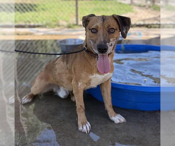 Medium Photo #1 Mutt Puppy For Sale in Modesto, CA, USA