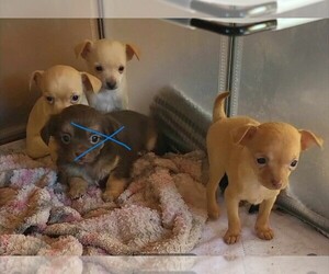 Chihuahua Puppy for sale in KIRKLAND, AZ, USA