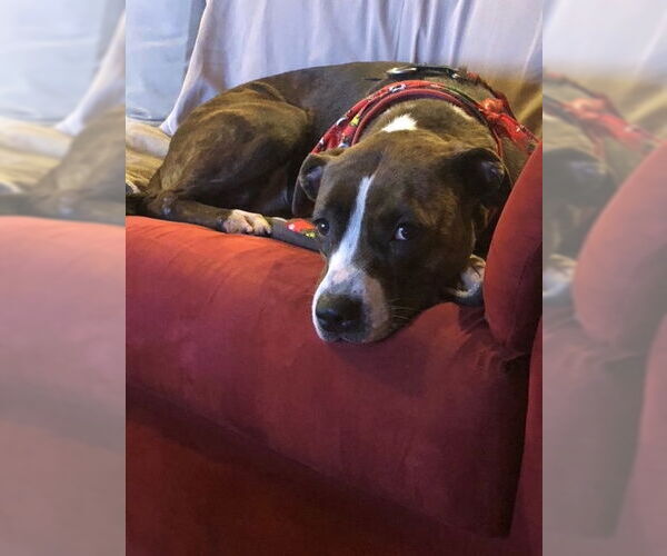 Medium Photo #7 Mountain Cur-Unknown Mix Puppy For Sale in Doylestown, PA, USA