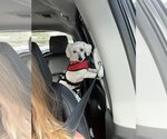 Small Photo #2 Maltipoo Puppy For Sale in Dana Point, CA, USA