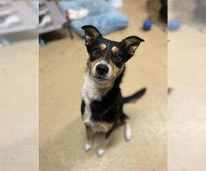 Australian Kelpie-Unknown Mix Dogs for adoption in Chula Vista, CA, USA