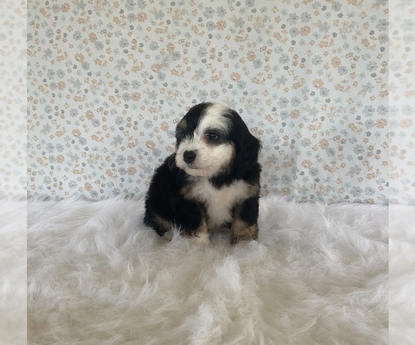 Medium Photo #6 Miniature Bernedoodle Puppy For Sale in FREDERICKSBURG, OH, USA