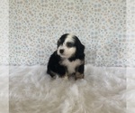 Small Photo #6 Miniature Bernedoodle Puppy For Sale in FREDERICKSBURG, OH, USA
