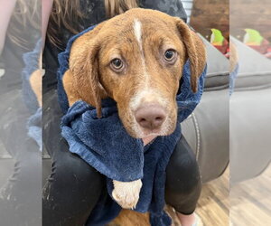 Mutt Dogs for adoption in Boston, MA, USA