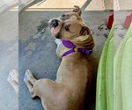 Small #7 Bulldog Mix