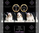 Puppy Giselle F1B Goldendoodle (Miniature)