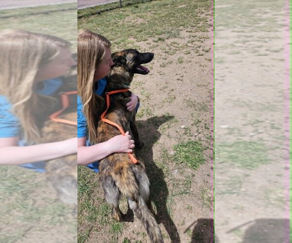 Medium Photo #4 Holland Shepherd Puppy For Sale in Imlay City, MI, USA