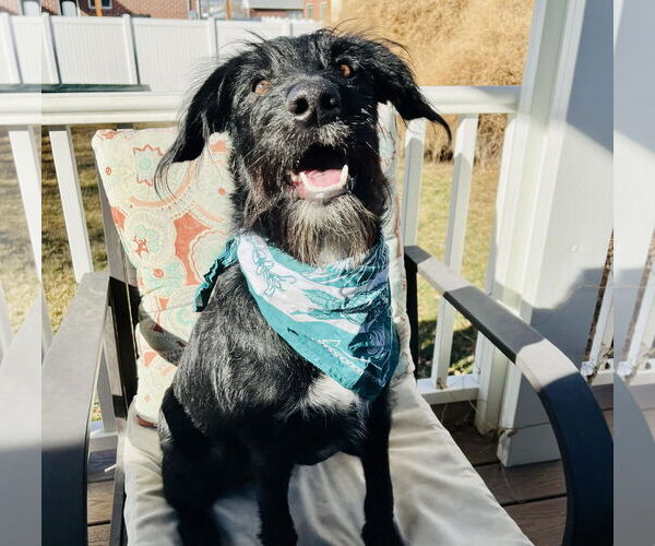 Medium Photo #14 Labrador Retriever-Unknown Mix Puppy For Sale in Sandy, UT, USA