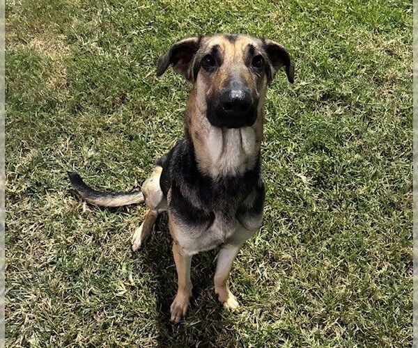 Medium Photo #2 German Shepherd Dog Puppy For Sale in Riverside, CA, USA