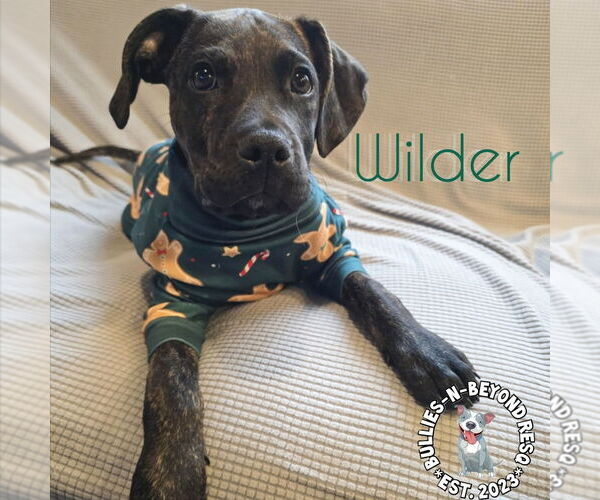 Medium Photo #9 Boxer-German Wirehaired Pointer Mix Puppy For Sale in Omaha, NE, USA